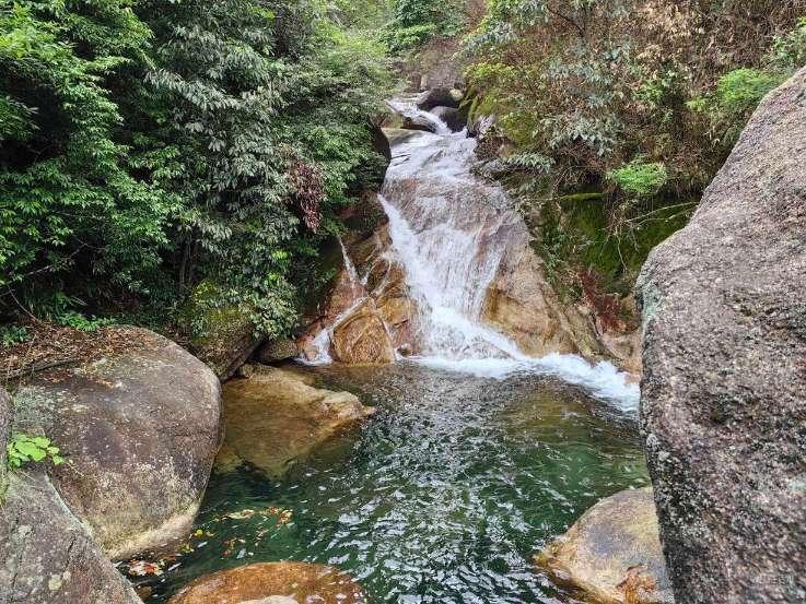 河南:买花迎春,鲜花市场供销两旺